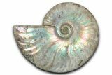 Silver Iridescent Ammonite (Cleoniceras) Fossil - Madagascar #346732-1